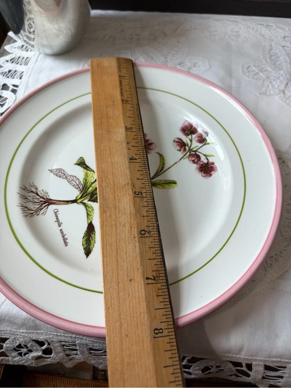 Primula plate free